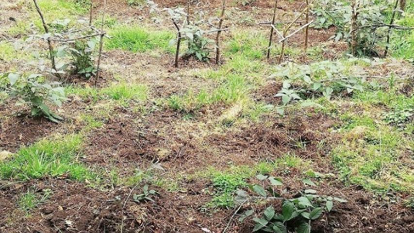 cultivo de mora de Castilla