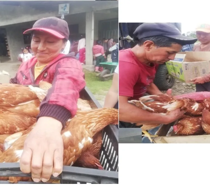 entrega de gallinas ponedoras
