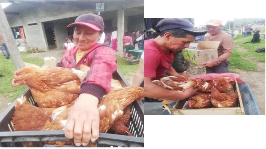 entrega de gallinas ponedoras
