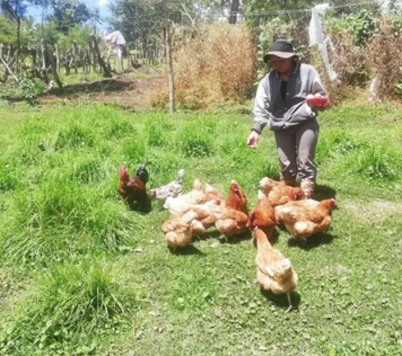 Semipastoreo de gallinas