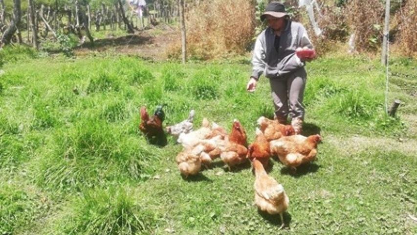 Semipastoreo de gallinas