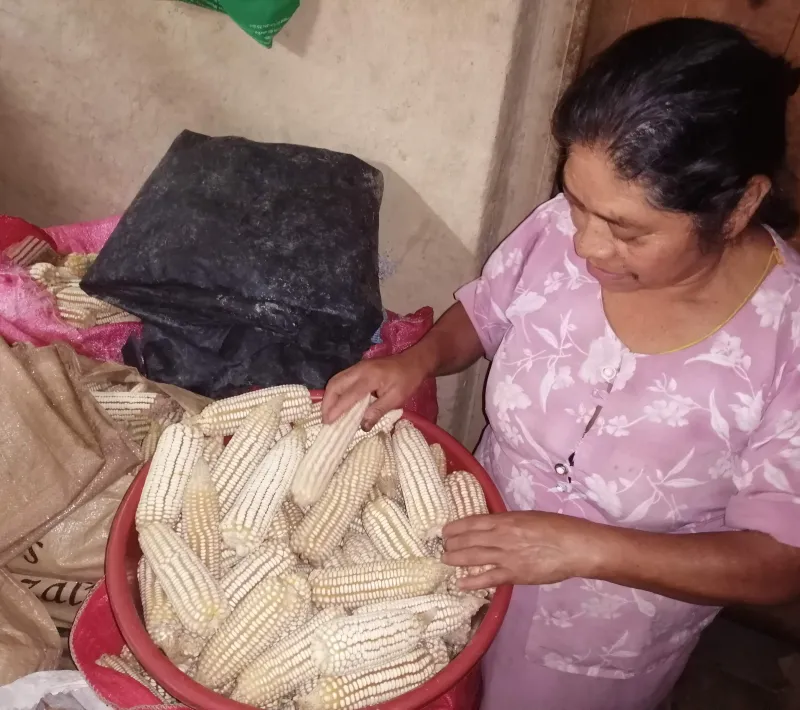 cosecha parcela soledad garcia 1