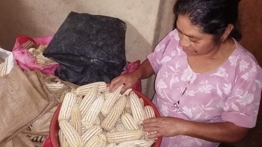 cosecha parcela soledad garcia 1