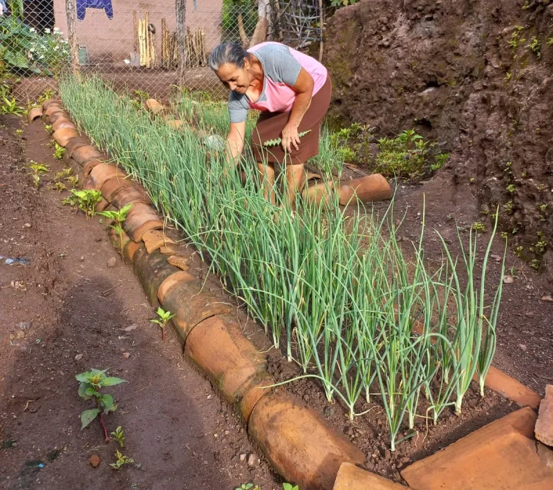 cultivo de hortalizas en los patios