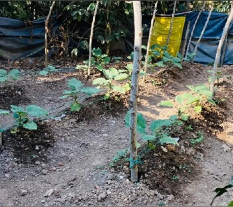 cultivo invernadero2