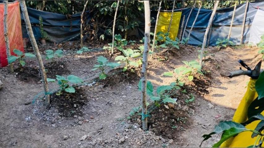 cultivo invernadero2
