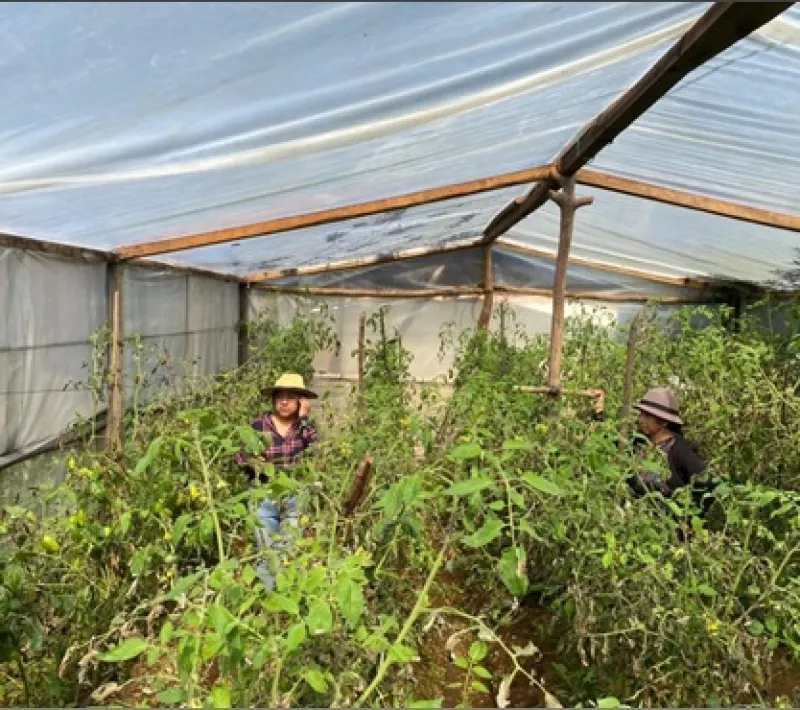 cultivo invernadero3