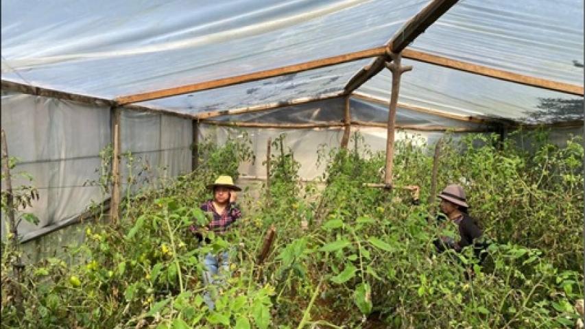 cultivo invernadero3