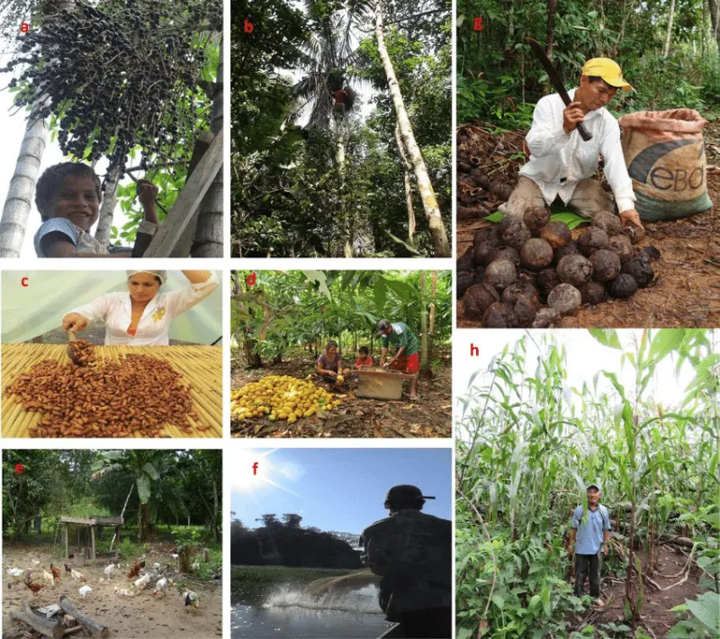 figura 2 sistemas productivos en el norte amazonico de bolivia a el asai es apreciado