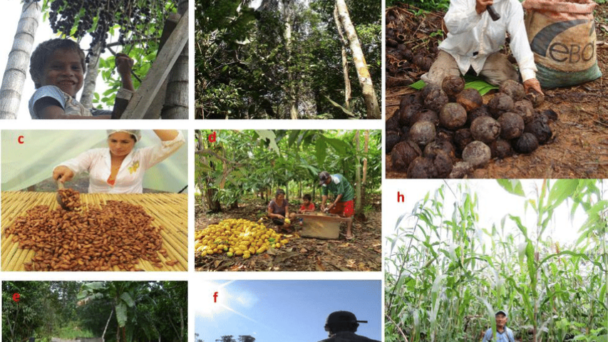 figura 2 sistemas productivos en el norte amazonico de bolivia a el asai es apreciado
