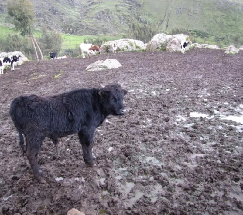 Ganado afectado por las fuertes lluvias