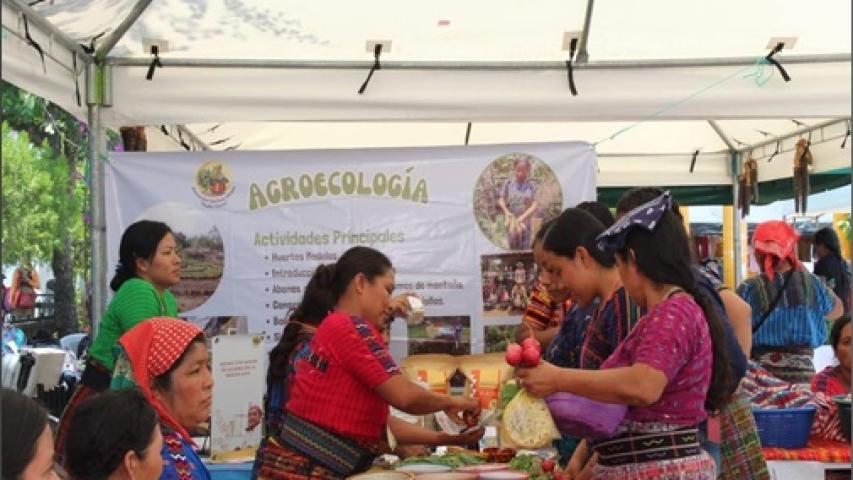 gua77610 feria agroecologia1
