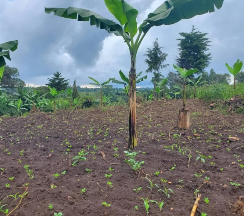 a well managed garden of mr. ngabirombu dominic