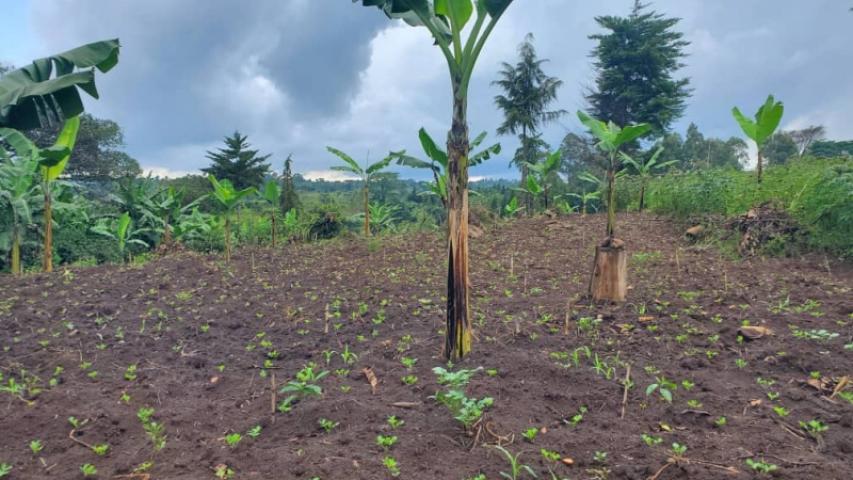 a well managed garden of mr. ngabirombu dominic