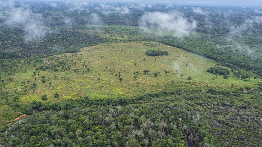 Manos Unidas ONG - Quico Taronjí en la Amazonía -  Verde hasta dónde la vista alcanza