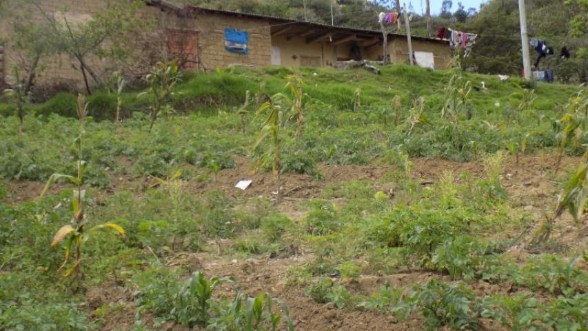 Manos Unidas - Cutervo, Perú