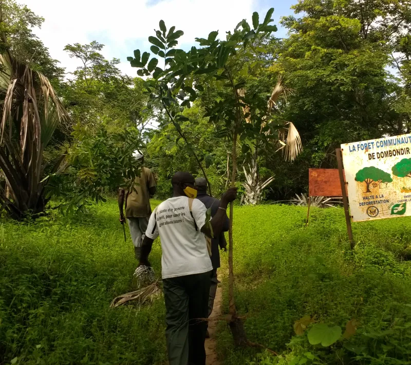 Senegal - Convenio Manos Unidas AECID - Foto Adele Lassalas - Reforestación en bosque comunitario