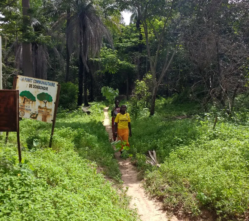 Senegal - Convenio Manos Unidas AECID - Foto Adele Lassalas - Reforestación en bosque comunitario