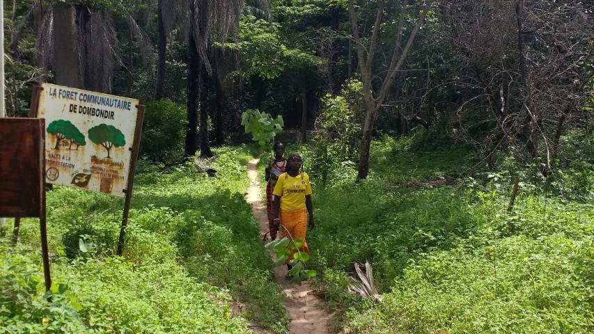 Senegal - Convenio Manos Unidas AECID - Foto Adele Lassalas - Reforestación en bosque comunitario