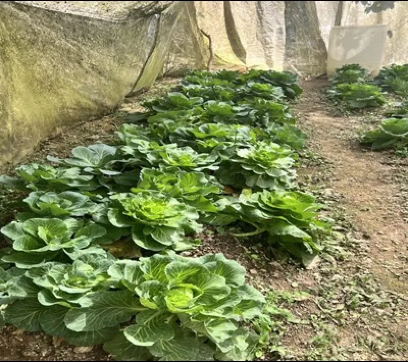 lechugas