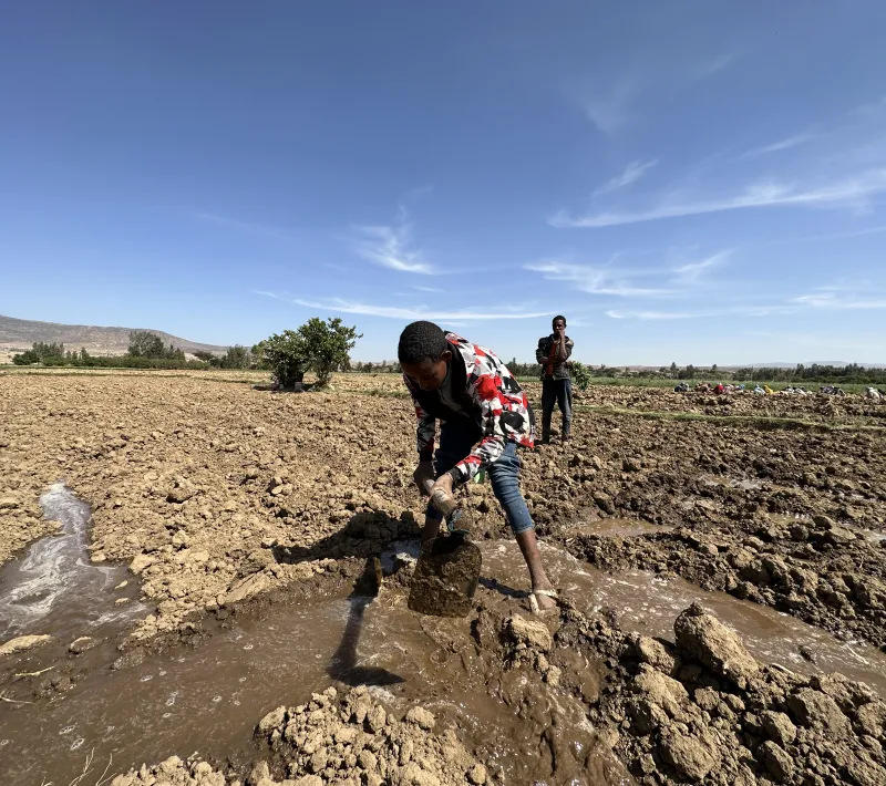 Un grupo de chicos labra la tierra en la localidad de Wukro (Tigray). Foto: Manos Unidas/Marta Carreño