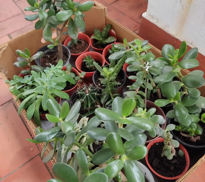 Plantas que ofrecieron las voluntarias de Carcaixent a sus vecinos para obtener donativos.