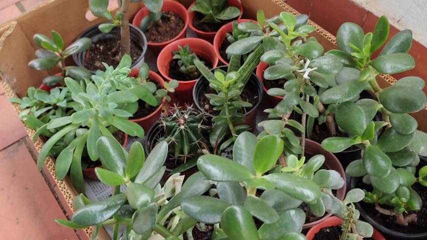 Plantas que ofrecieron las voluntarias de Carcaixent a sus vecinos para obtener donativos.