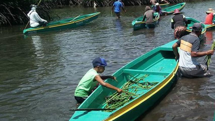 Miembros de la comunidad de Simariki plantando manglares
