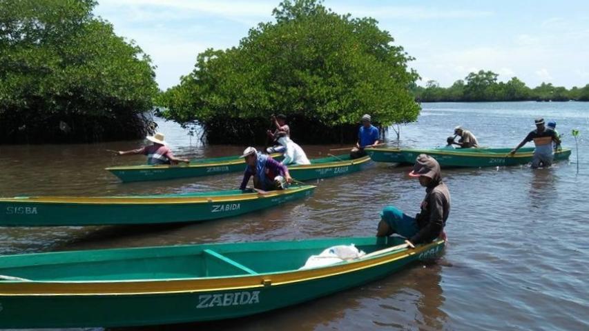 Miembros de la comunidad de Simariki plantando manglares