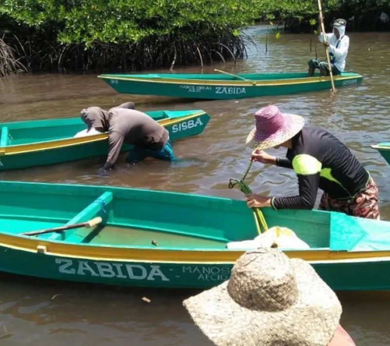Miembros de la comunidad de Simariki plantando manglares