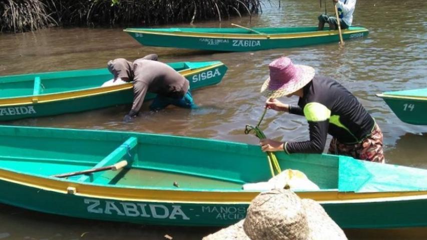 Miembros de la comunidad de Simariki plantando manglares