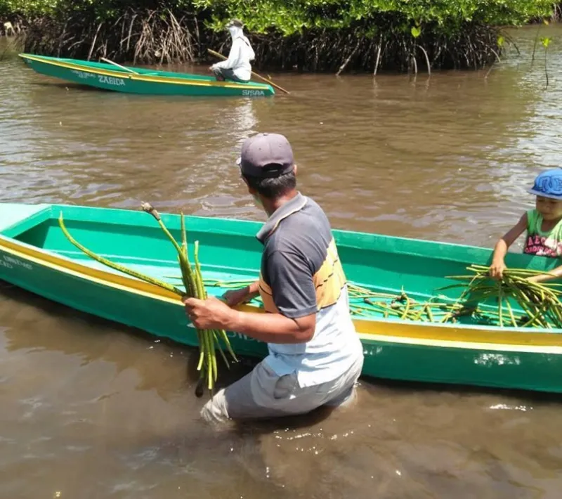 Miembros de la comunidad de Simariki plantando manglares