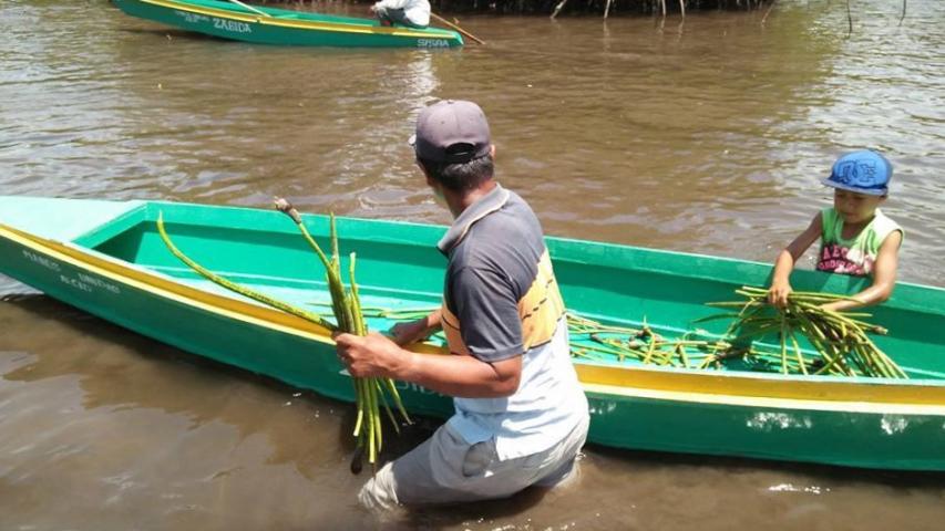 Miembros de la comunidad de Simariki plantando manglares