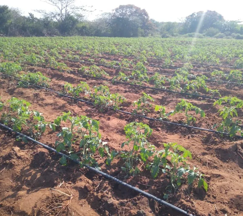 Hortalizas que pueden cultivarse gracias al riego que proporcionan los nuevos pozos y que mejorarán la alimentación.