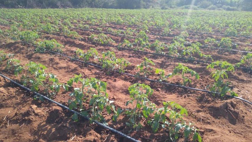 Hortalizas que pueden cultivarse gracias al riego que proporcionan los nuevos pozos y que mejorarán la alimentación.