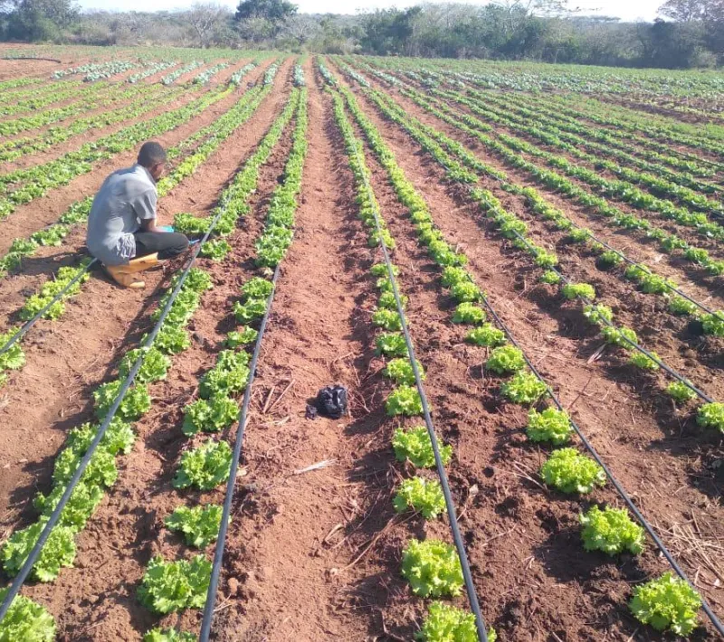 Los huertos les permitirán tener una alimentación más sana y variada.