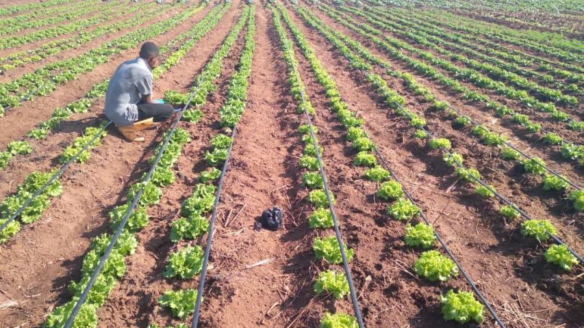 Los huertos les permitirán tener una alimentación más sana y variada.