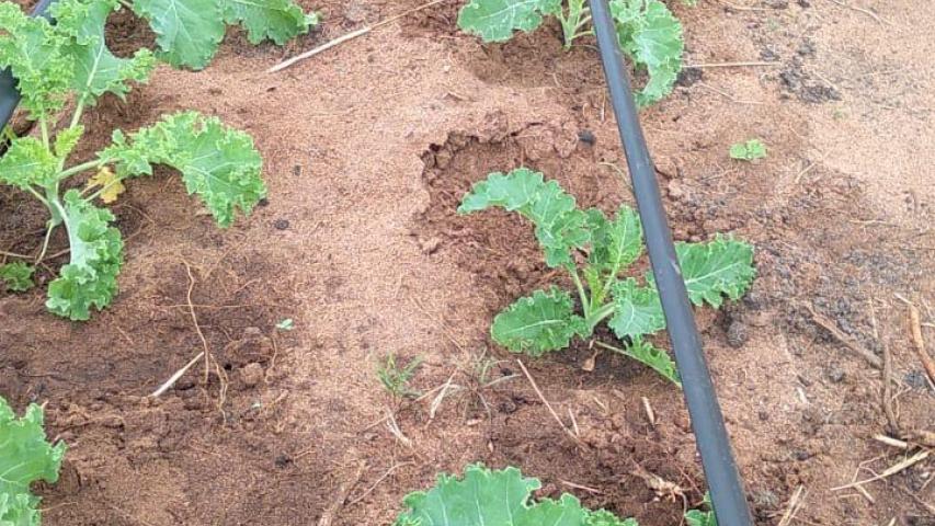 Los huertos les permitirán tener una alimentación más sana y variada.