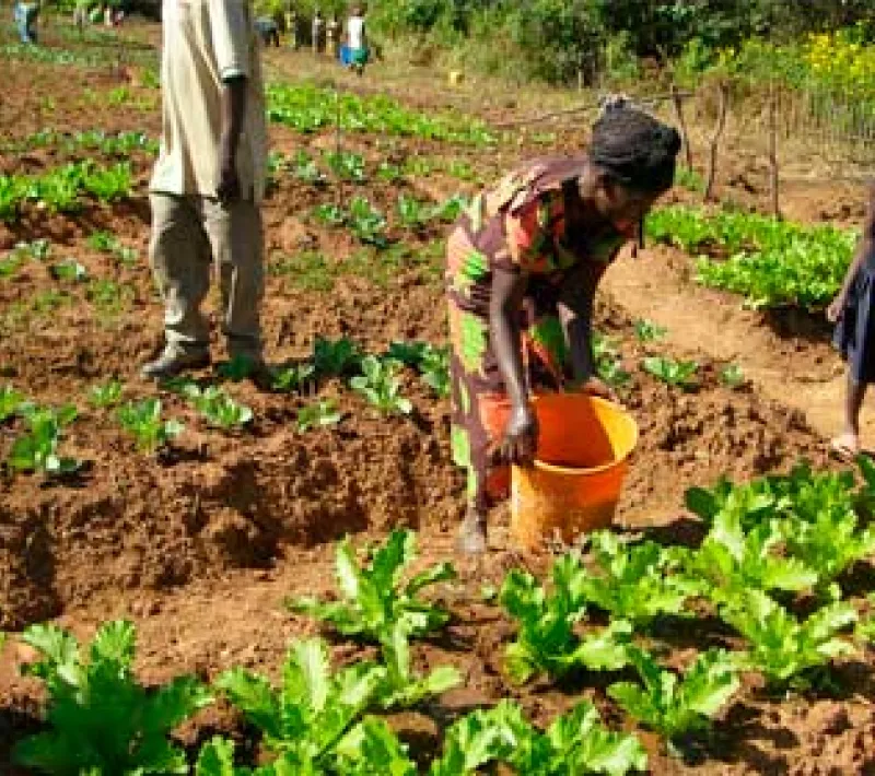 Mujeres en los huertos en Kilela Balanda