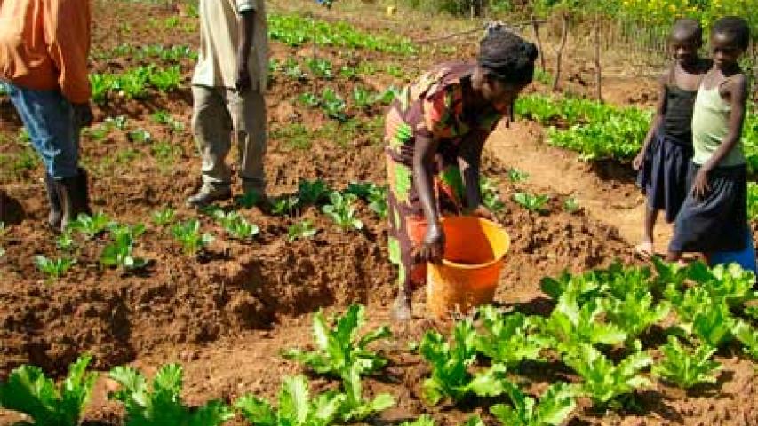 Mujeres en los huertos en Kilela Balanda