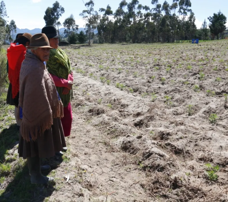 Mujeres productoras de Altramuz