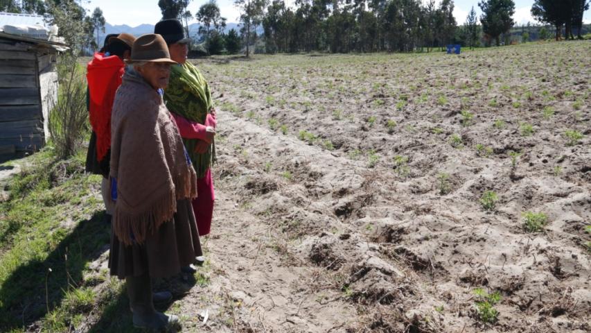 Mujeres productoras de Altramuz