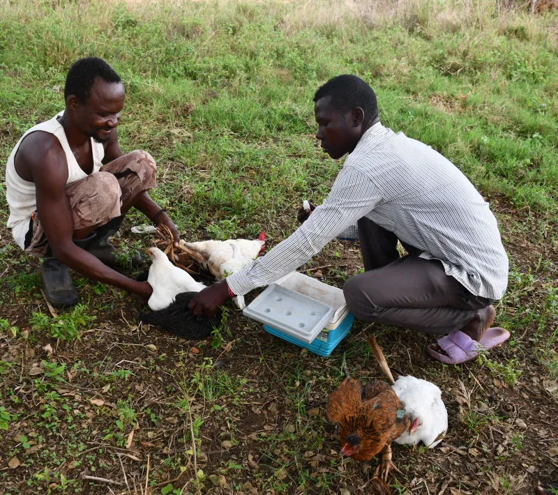 ocaya maxuel carries out vaccination to a members poultry