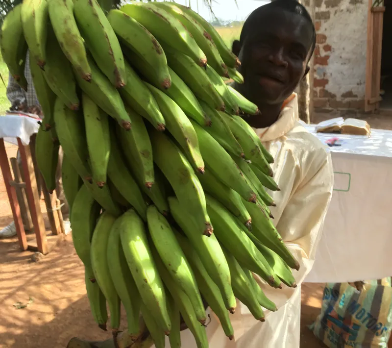 platanos