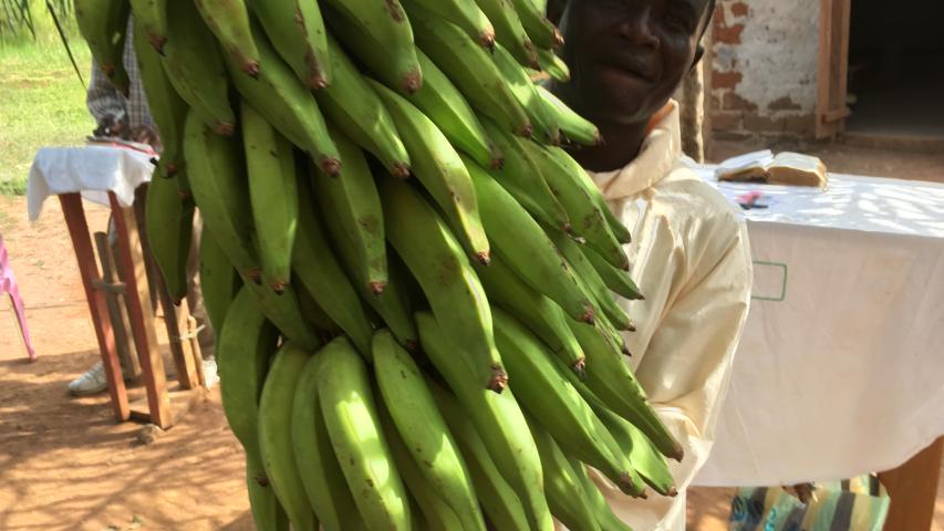 platanos