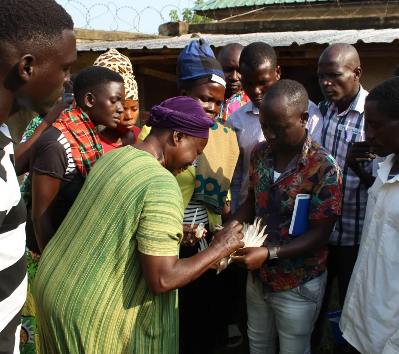 poultry paravets carrying out vaccination during their training