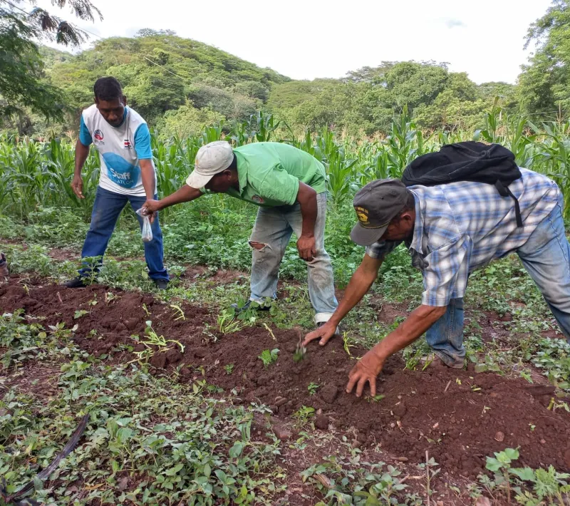 productores sembrando camote