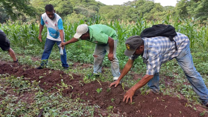 productores sembrando camote
