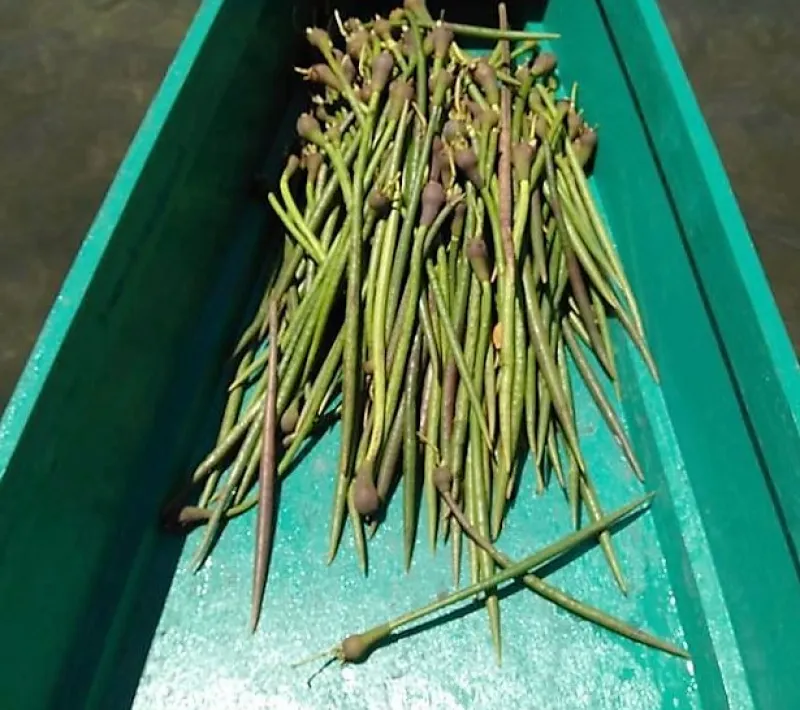 Propágulos de manglar