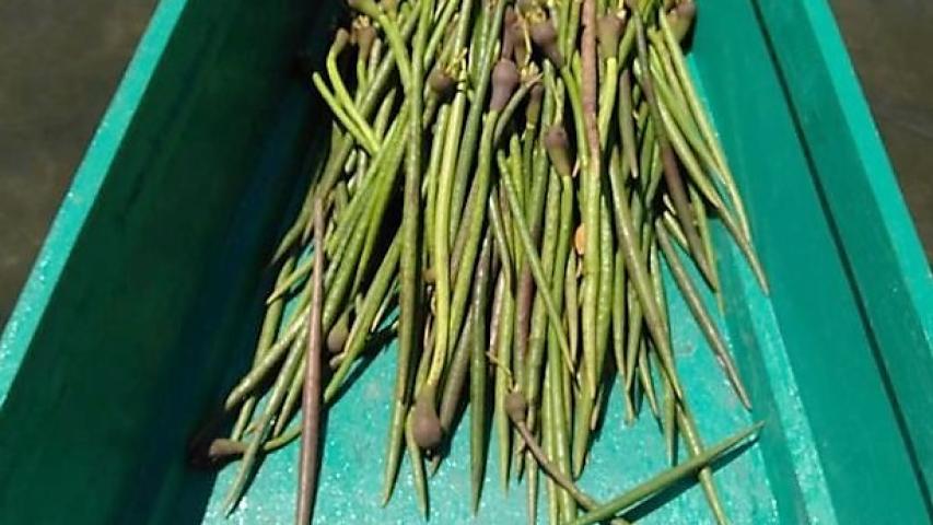 Propágulos de manglar